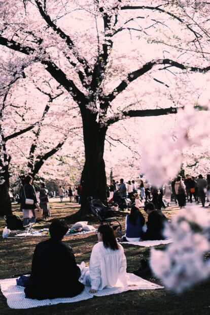 Gyeon National Garden Cherry Blossoms people picnic hanami