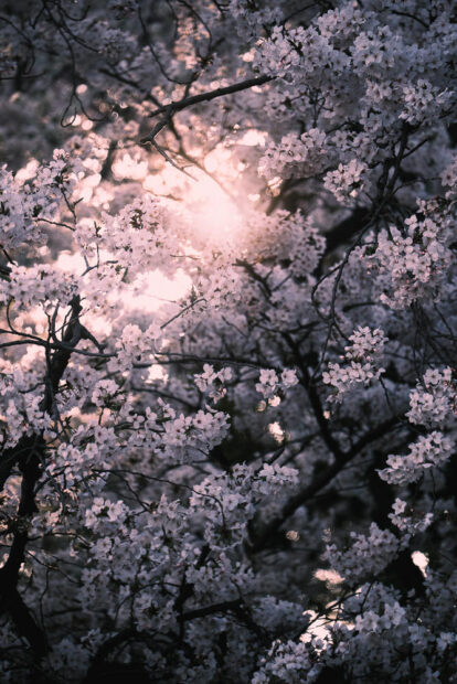 Gyeon National Garden Cherry Blossoms