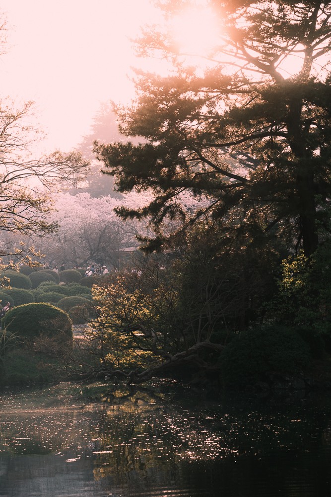 Cherry Blossoms at Gyeon National Garden at sunset