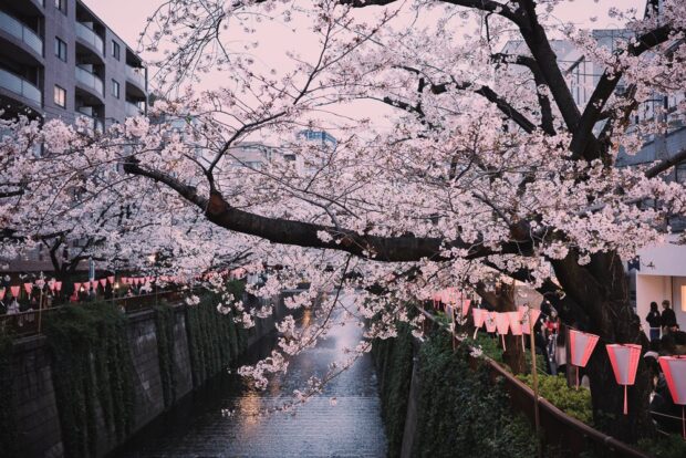 Cherry Blossoms at Nakameguro