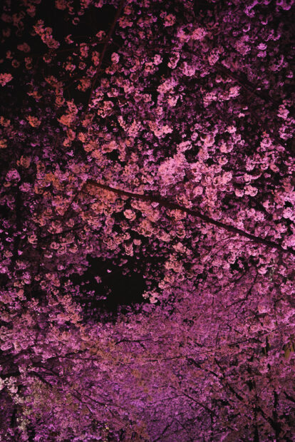 Cherry Blossoms in Shibuya at night lit up