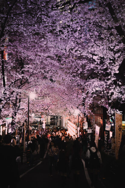 Cherry Blossoms in Shibuya at night