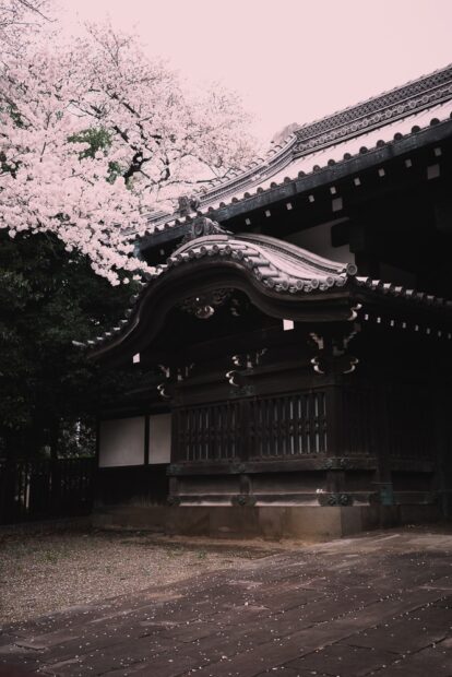 Cherry Blossoms in Yanaka temple
