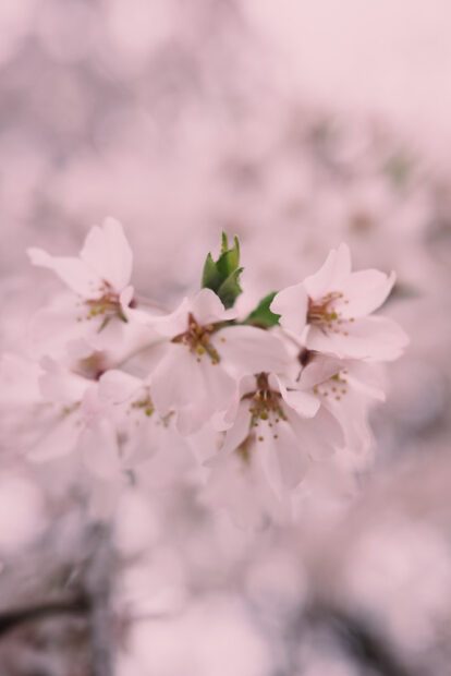 Cherry blossom fully opened in Tokyo