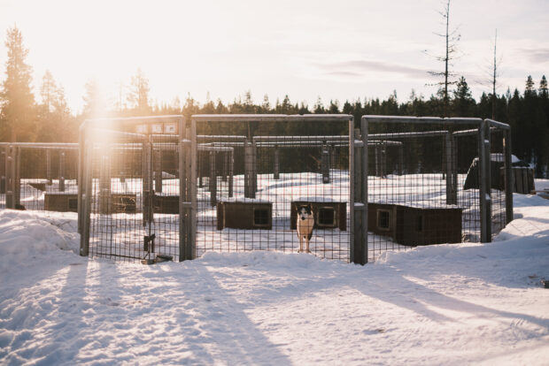 Husky kennel at husky farm in Saariselka