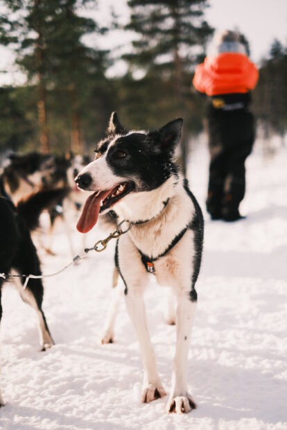 Sled dog at husky farm in Saariselka