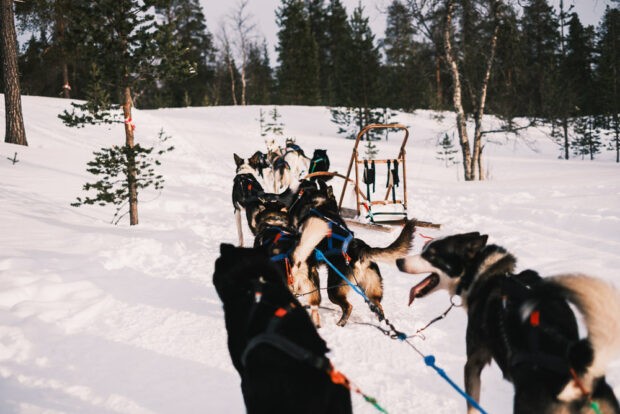 Husky sledding adventure at husky farm in Saariselka