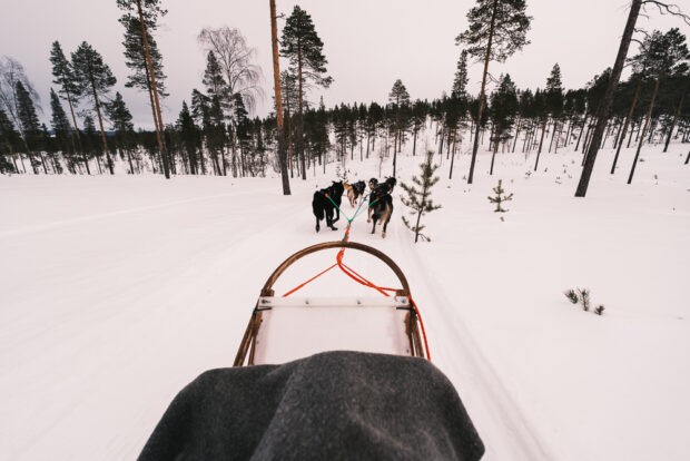 Husky sledding adventure at husky farm in Saariselka