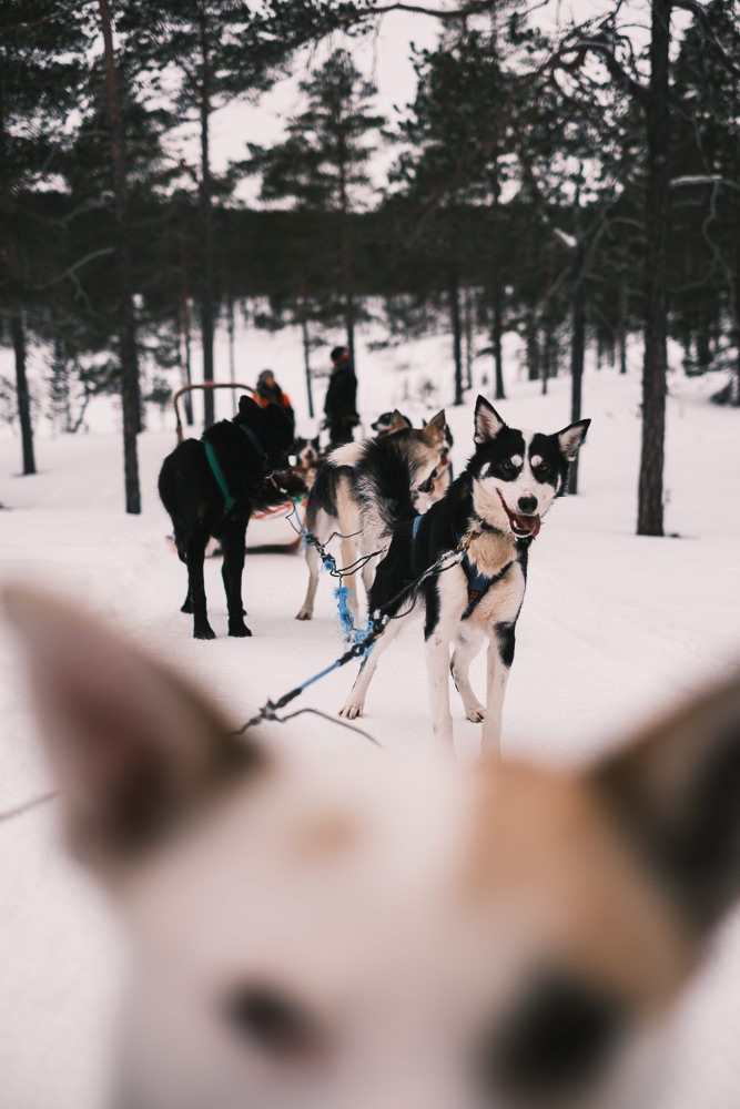 Pack of sled dogs at husky farm in Saariselka