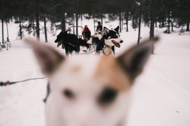 Pack of sled dogs at husky farm in Saariselka