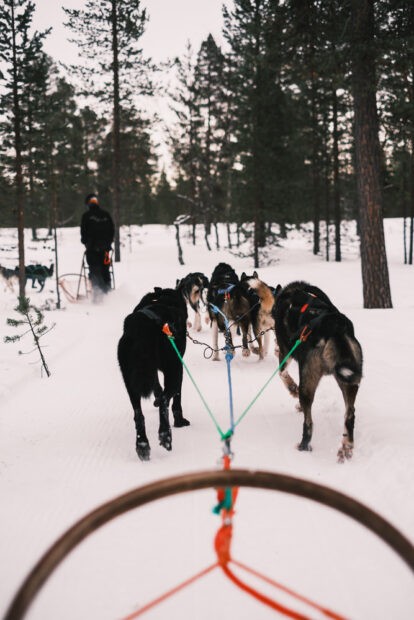 Husky sledding adventure at husky farm in Saariselka