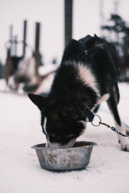 Husky feeding in Saariselka farm