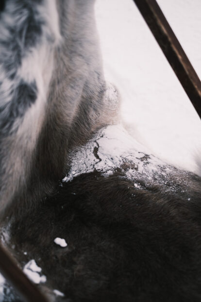 Snow on soft reindeer pelt at husky farm sled
