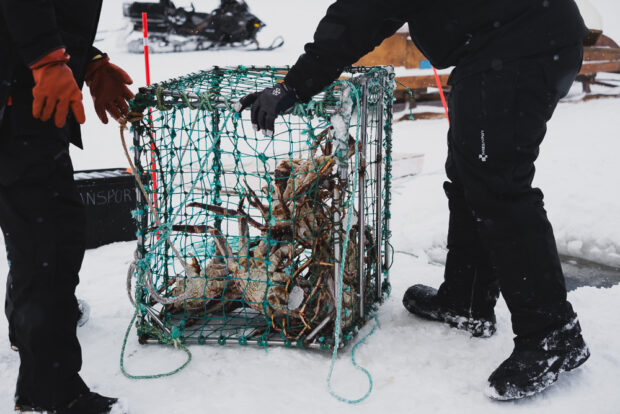 Giant king crab in cages in Norway
