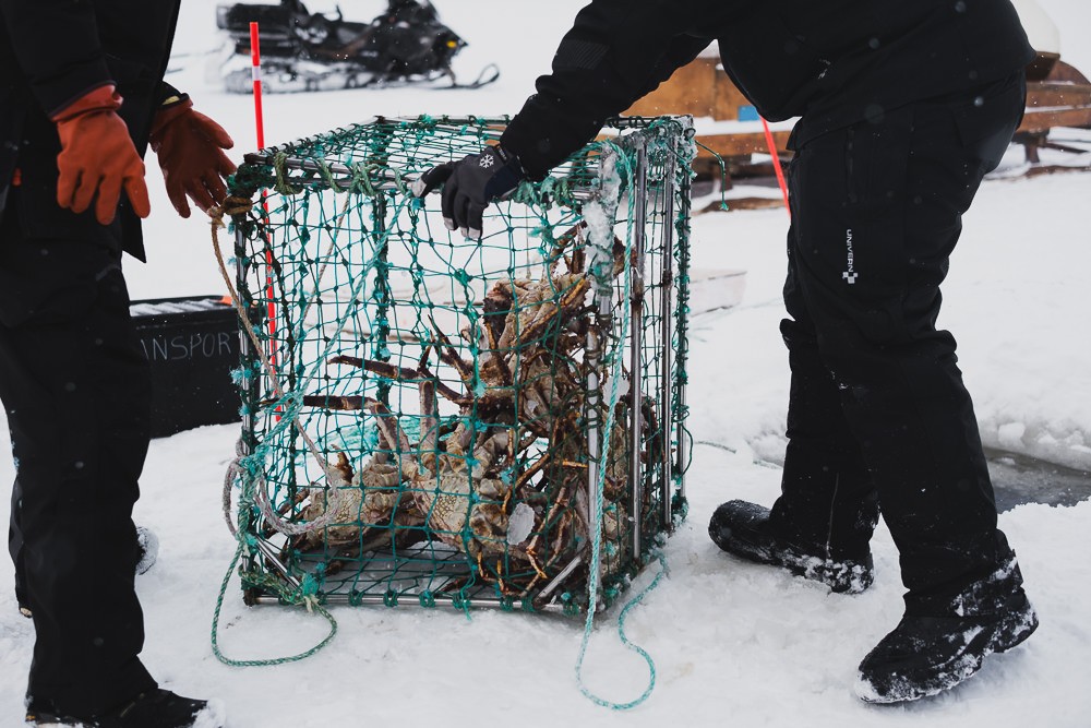 Giant king crab in cages in Norway
