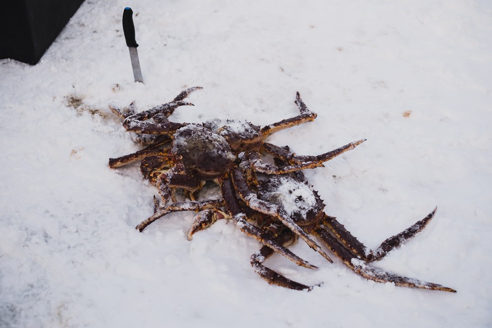 King Crab pulled from underwater traps under the ice