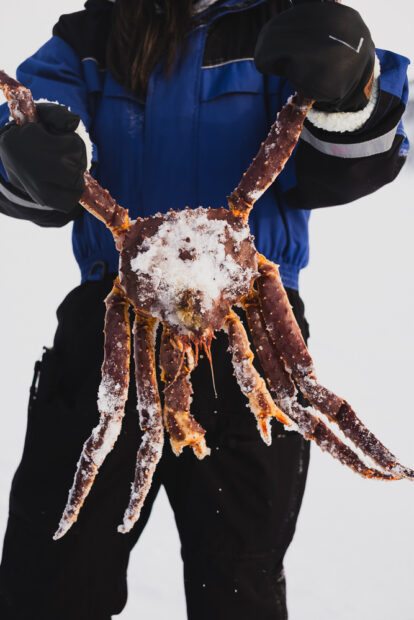 Holding giant king crab on safari in Norway
