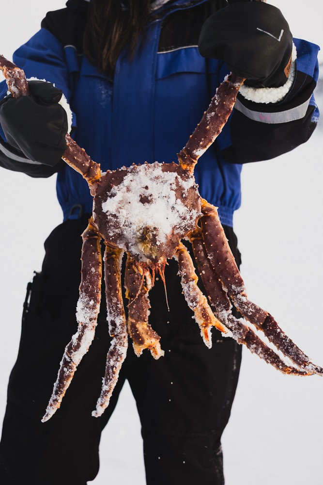 Holding giant king crab on safari in Norway