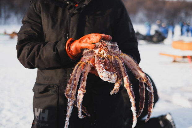 Holding a giant king crab in Norway