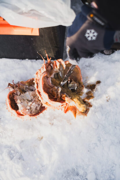Cleaning and preparing King Crab in the snow in Norway