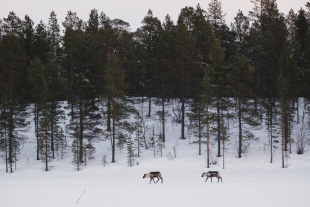 Reindeer in the wild in northern Lapland, Finland