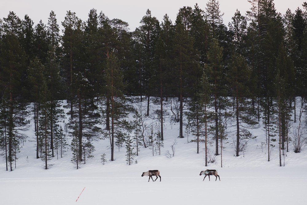 Reindeer in the wild in northern Lapland, Finland