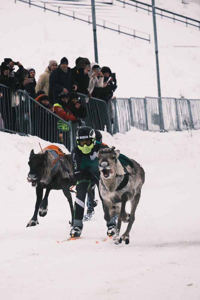 PoroCup reindeer racing in Rovaniemi