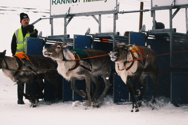 PoroCup reindeer racing in Rovaniemi