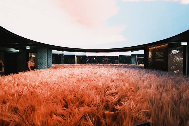 Barley field at Guinness Storehouse