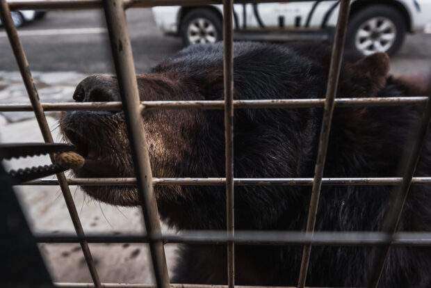Bear feeding at Kyushu African Safari Park