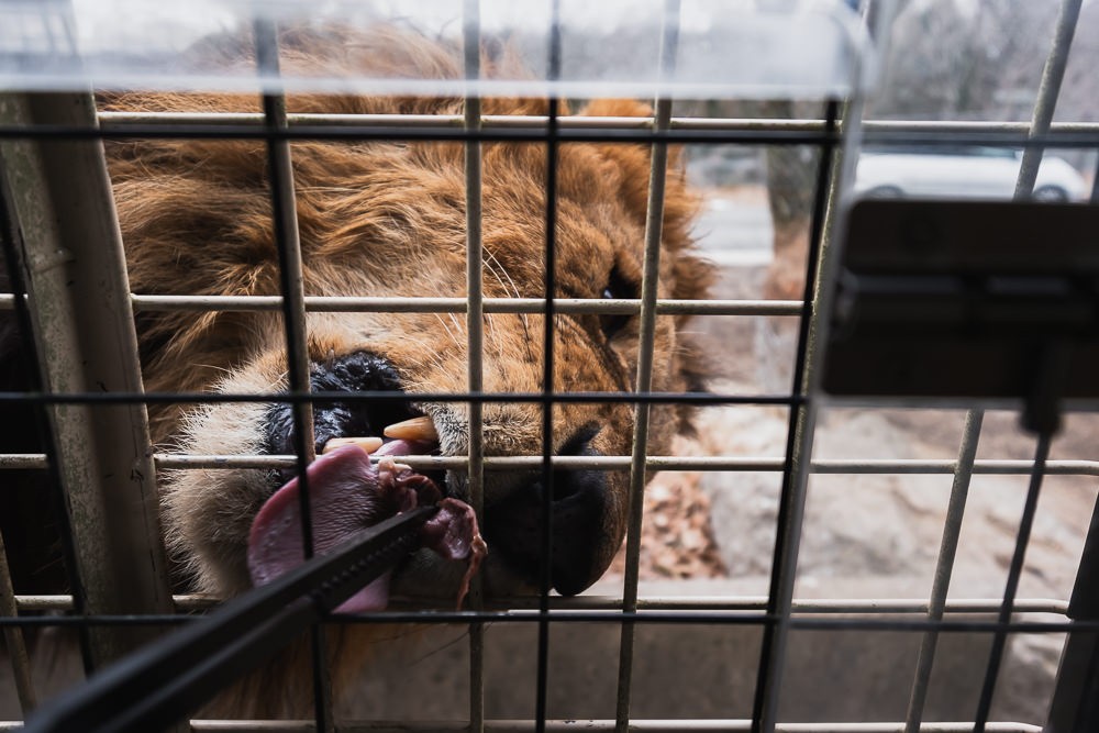 Lion feeding at Kyushu African Safari Park