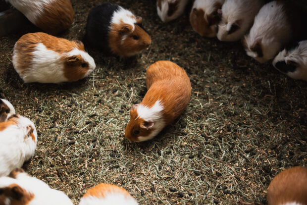 Guinea Pig petting at Kyushu African Safari Park