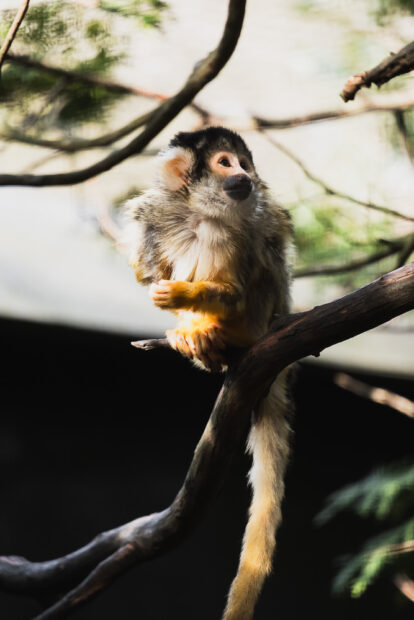 Squirrel monkey at Kyushu African Safari Park