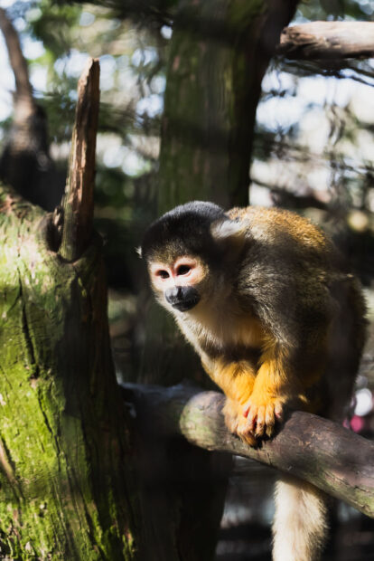 Squirrel monkey at Kyushu African Safari Park